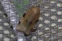 Lozotaenia forsterana
