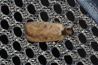 Agonopterix scopariella