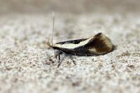 Harpella forficella