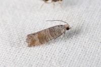 Clavigesta sylvestrana