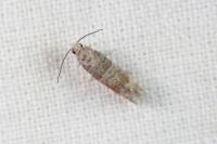 Clavigesta sylvestrana