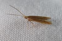 Coleophora