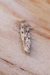 Hofmannophila pseudospretella