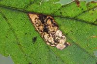 Ectoedemia rubivora