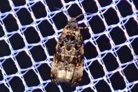 Endothenia gr. gentianaeana