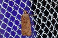 Bryotropha terrella