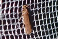 Bryotropha terrella