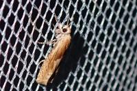 Eucosma gr. cana