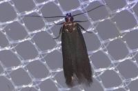 Oxypteryx unicolorella
