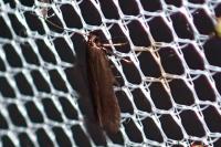 Oxypteryx unicolorella