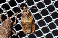 Celypha aurofasciana