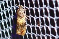 Celypha aurofasciana