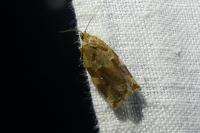 Archips xylosteana