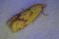 Agapeta hamana