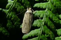 Agonopterix putridella