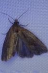 Endothenia quadrimaculana