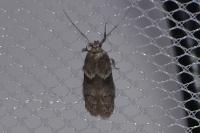 Blastobasis glandulella