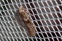 Blastobasis glandulella