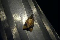 Ditula angustiorana