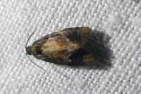 Ditula angustiorana