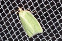 Tortrix viridana