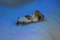Neocochylis hybridella