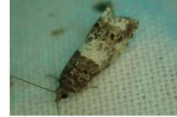 Notocelia trimaculana