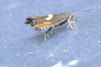 Dichrorampha petiverella