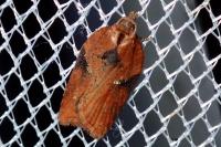 Acleris hastiana