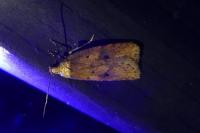Agonopterix angelicella