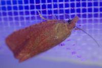 Celypha rosaceana/rufana