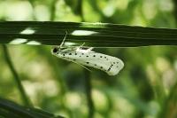 Yponomeuta