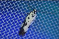 Ethmia quadrillella