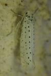 Yponomeuta evonymella
