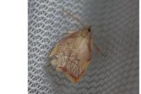 Carcina quercana