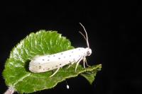 Yponomeuta padella