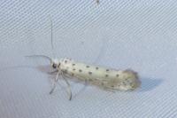 Yponomeuta padella
