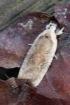 Agonopterix nervosa