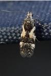 Teleiodes luculella