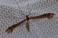Oxyptilus