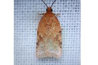 Acleris ferrugana/notana
