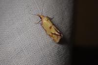 Agapeta hamana