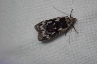 Anacampsis blattariella/populella