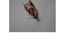 Ancylis unculana