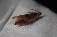 Ancylis unculana