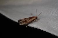 Eucosma gr. cana