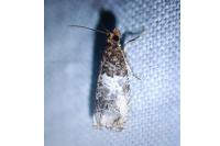 Notocelia rosaecolana