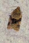 Epagoge grotiana