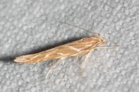 Pyroderces argyrogrammos