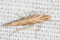 Pyroderces argyrogrammos